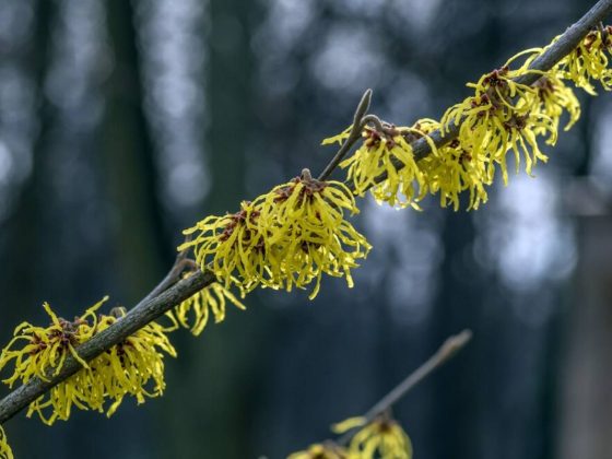 5 Advantages of Utilizing Witch Hazel